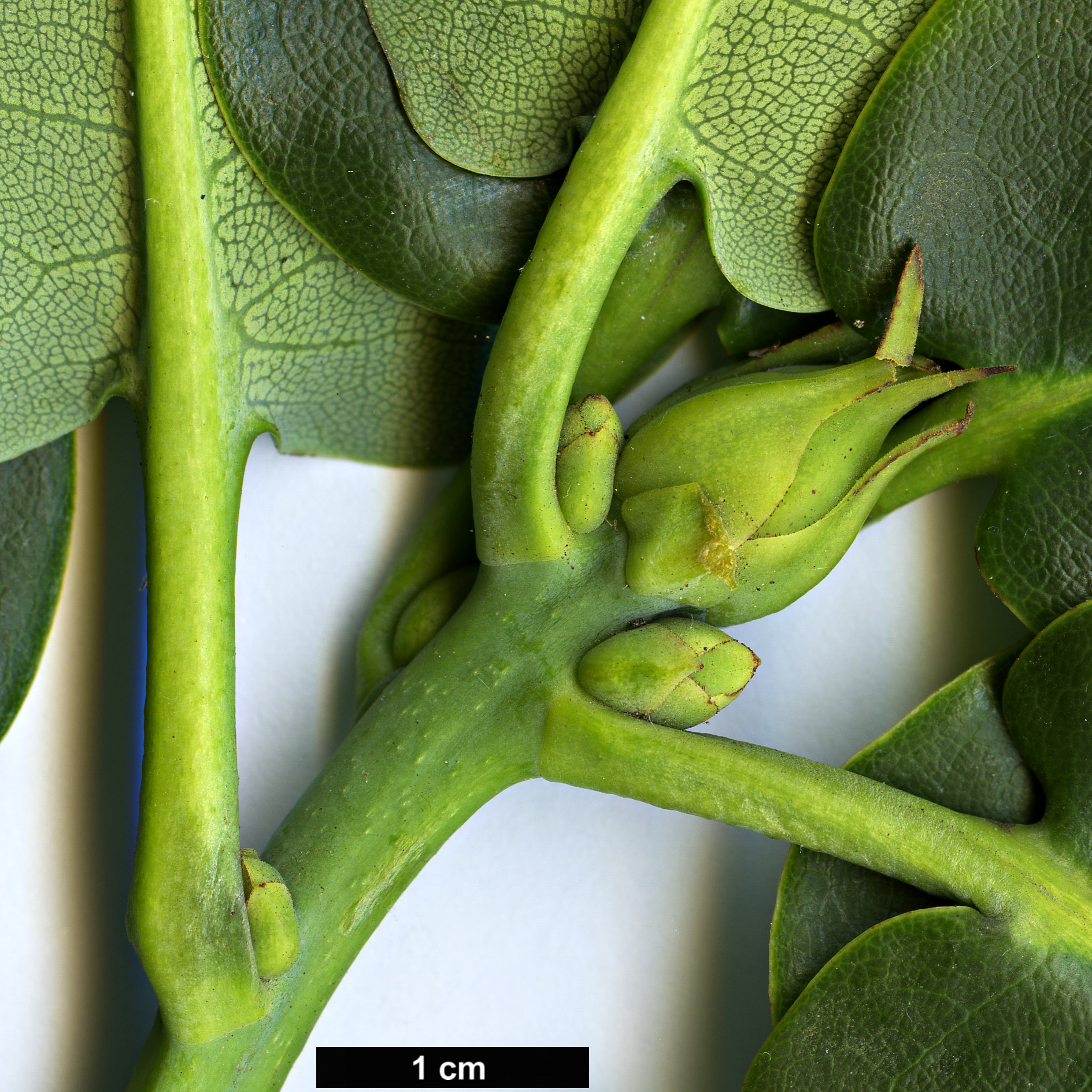 High resolution image: Family: Ericaceae - Genus: Rhododendron - Taxon: wardii